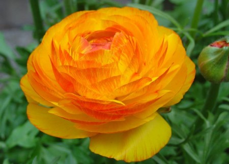 floraisons  printanières